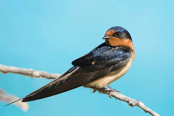 Angola Swallow